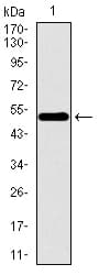 Monoclonal Mouse anti-Human WDR66 Antibody (clone 2A6F7, aa1-250, WB)