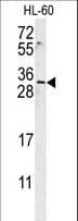 EMX2 Antibody (aa111-138)