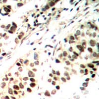 ELF1 Antibody (C-Terminus)
