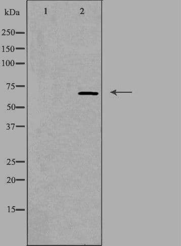 NEI3 / NEIL3 Antibody