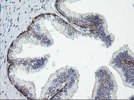 ROMO1 Antibody (clone OTI1G4)
