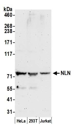 NLN / Neurolysin Antibody (aa25-75)