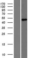 DCAF12 / WDR40A Protein (Over-Expression Lysate Myc-DDK (Flag))