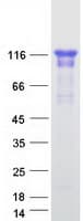Human DDHD1 Protein (Recombinant Myc-DDK (Flag))
