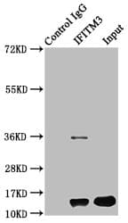 Polyclonal Rabbit anti-Human Fragilis / IFITM3 Antibody (IHC, WB)
