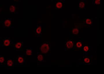 OVOL1 Antibody