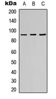 ZNF786 Antibody (Internal)