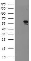 PRMT2 Antibody (clone OTI5E11)