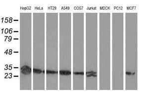 SPR Antibody (clone OTI3D6)