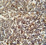 LAPTM5 Antibody (aa23-49)