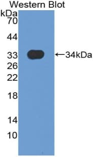 MX1 / MX Antibody (aa80-342)