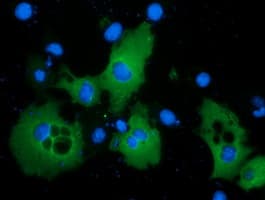 BCAP / PIK3AP1 Antibody (clone OTI7B12)