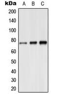 SYN1 / Synapsin 1 Antibody (phospho-Ser9)