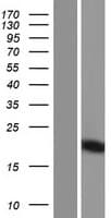 PRY Protein (Over-Expression Lysate Myc-DDK (Flag))