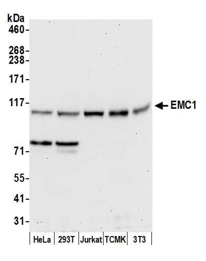 EMC1 Antibody (aa1-50)
