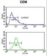 FUT1 / HSC Antibody (aa164-195)