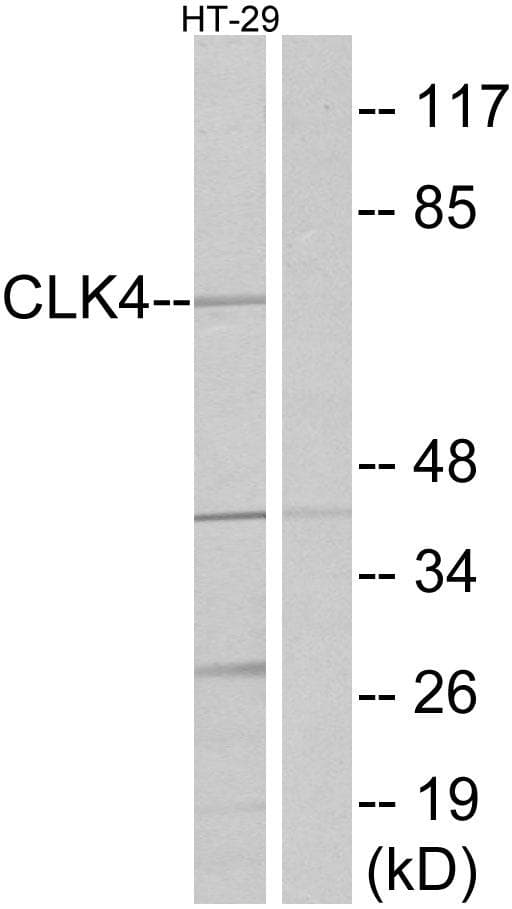 CLK4 Antibody