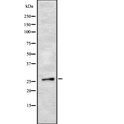SOX21 Antibody