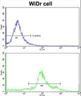 IHC-plus™ ASS1 / ASS Antibody (aa192-221)