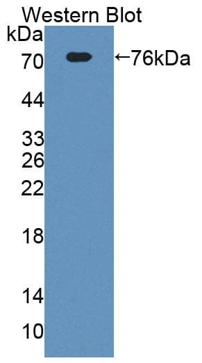 ECM1 Antibody (aa20-559, APC)