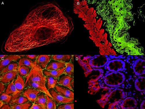 Goat Anti-Mouse IgG Secondary Antibody (Atto 488)