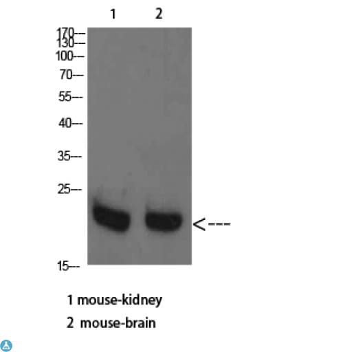 RHEB Antibody
