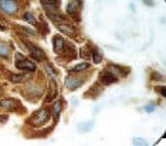 MLANA / Melan-A Antibody (clone M2-7C10)