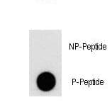 Polyclonal Rabbit anti-Human PIK3C3 / VPS34 Antibody (phospho-Ser676)