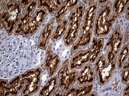 FAM151B Antibody (clone OTI1F5, Carrier-free)
