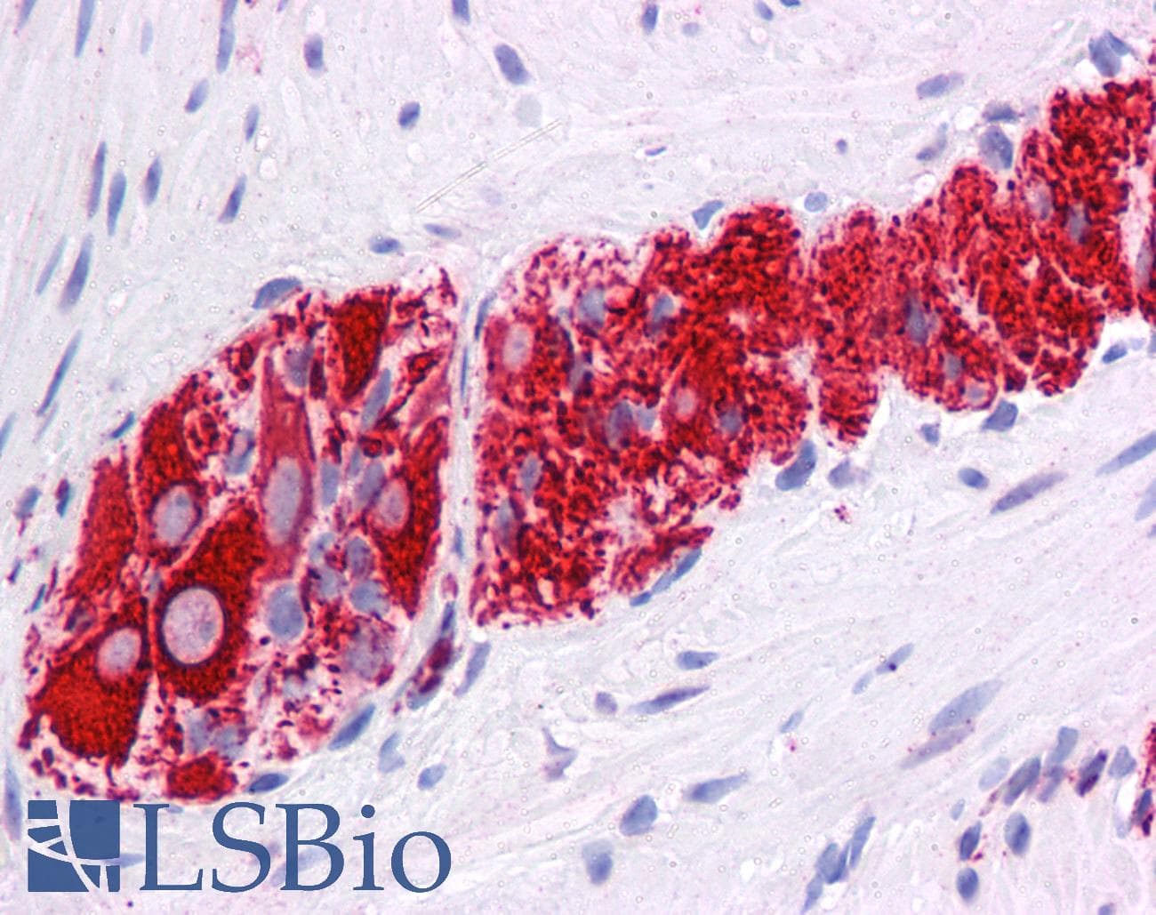 NR2E1 / TLX Antibody (N-Terminus)
