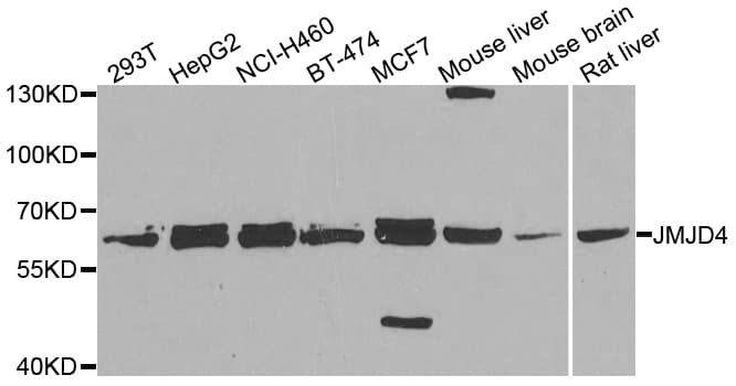 JMJD4 Antibody