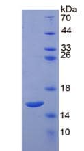 Chicken IL4 Protein (Recombinant His, N-Terminal)