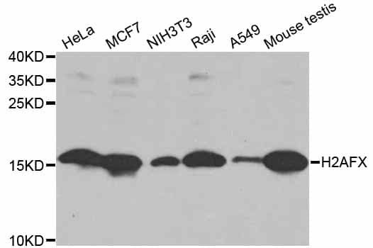 H2AFX / H2AX Antibody