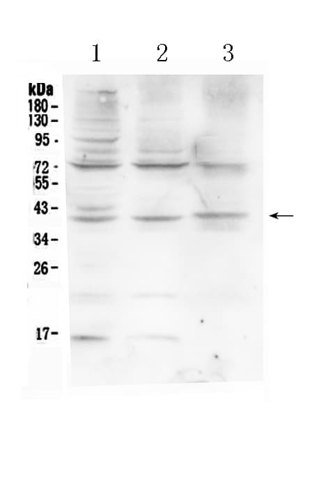 Polyclonal Rabbit anti-Human HFE Antibody (WB)