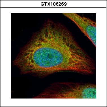 FLII / FLI Antibody (aa435-778)