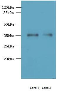 MGME1 / C20orf72 Antibody