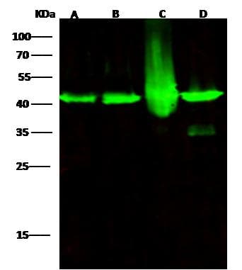 MAP2K1 / MKK1 / MEK1 Antibody (Preservative Free)