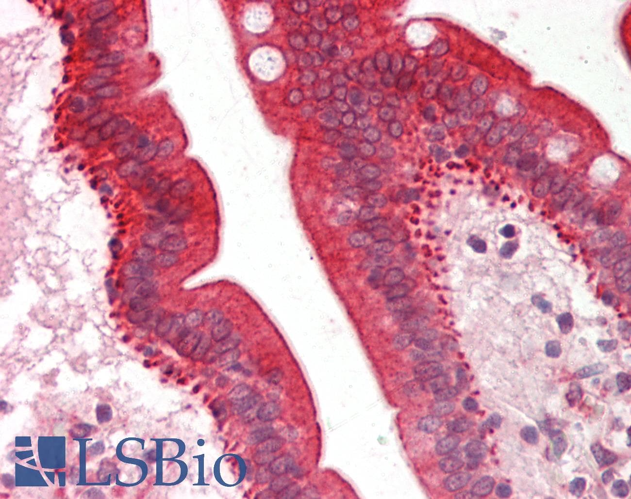 CYP3A5 Antibody (aa83-132)