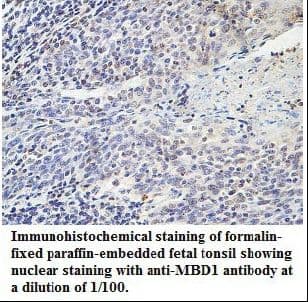 MBD1 Antibody (C-Terminus)
