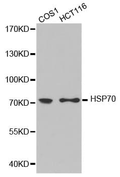 Heat Shock Protein 70 / HSPA1A Antibody