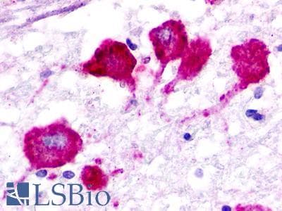 PathPlus™ GPR183 / EBI2 Antibody (Cytoplasmic Domain)