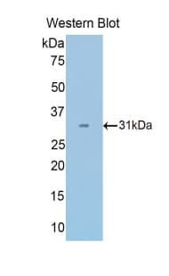 PDHB Antibody (aa65-336)
