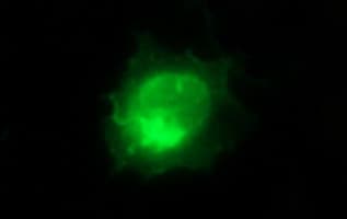 ICAM3 / CD50 Antibody (clone OTI1E7, Carrier-free)