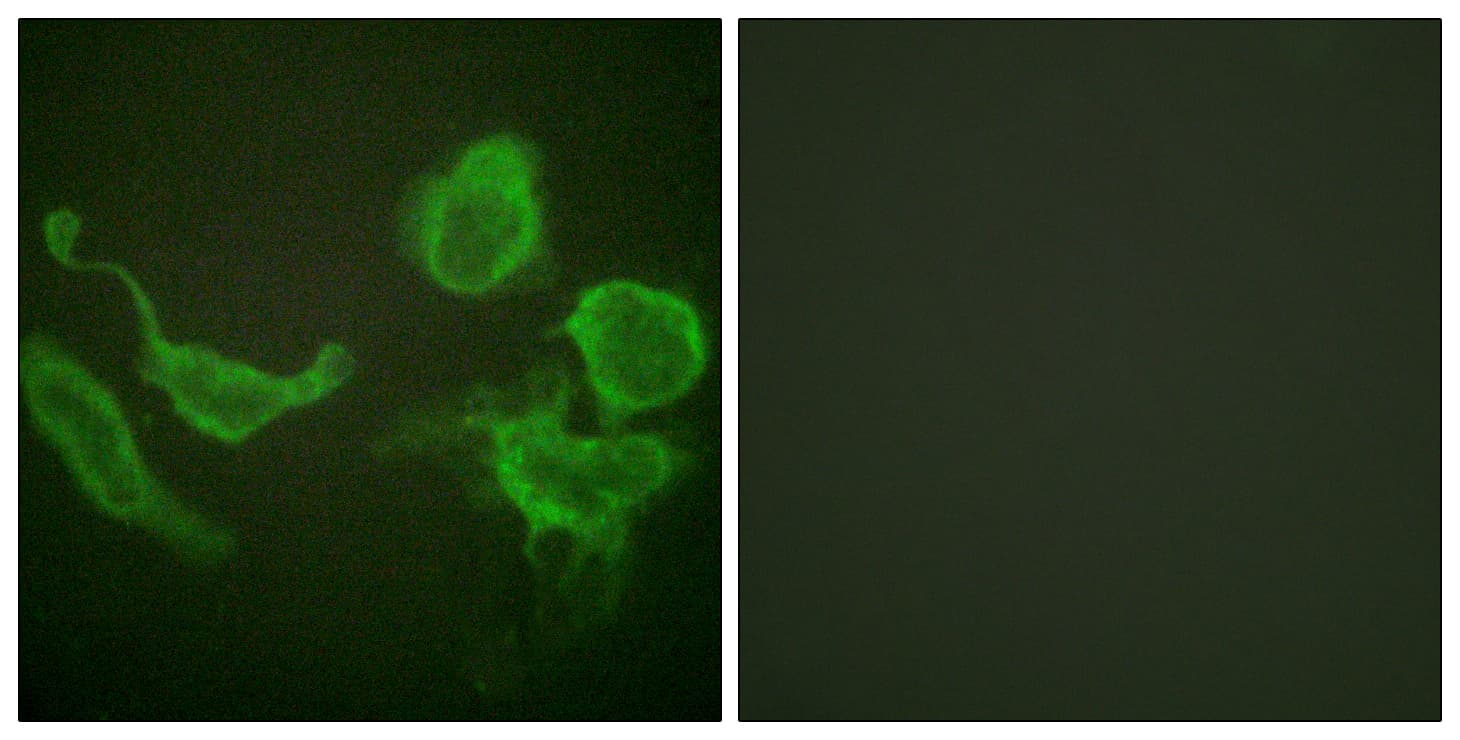 IHC-plus™ KCNC4 / Kv3.4 Antibody (aa1-50)