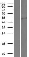 Human SP5 Protein (Over-Expression Lysate Myc-DDK (Flag))