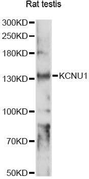 KCNU1 / KCNMC1 Antibody