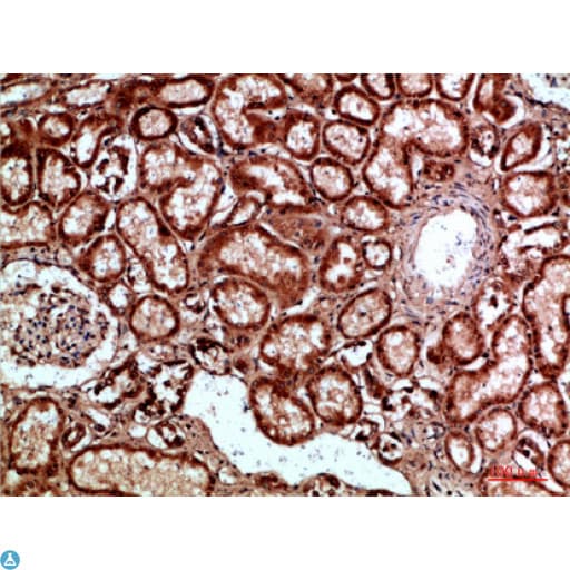 NAPSA / NAPA / Napsin A Antibody