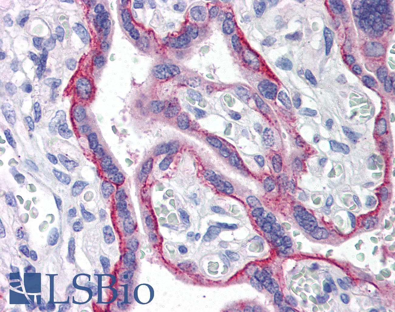 IHC-plus™ LANO / LRRC1 Antibody
