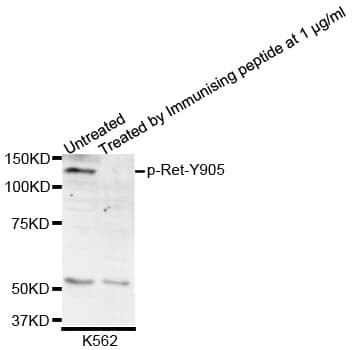 RET Antibody (phospho-Tyr905)