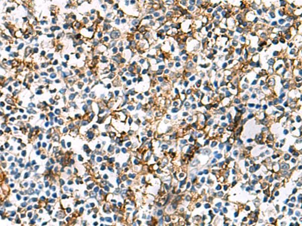 HLA-DRA Antibody